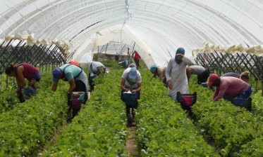 انطلاق عودة العمال الزراعيين الموسميين إلى مزارع ويلبا الإسبانية