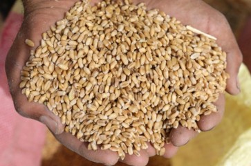 تراجع الإنتاج الوطني من الحبوب بـ 69 % سيدفع المغرب إلى رفع الكميات المستوردة