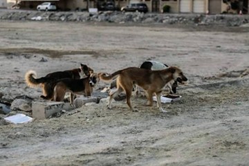 وادي الذهب: وفاة فرنسية متأثرة بإصاباتها جراء عضات كلاب ضالة بالعركوب 