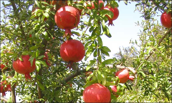 فاكهة الرمان تثمن في مهرجان بإقليم الفقيه بن صالح
