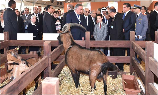 (ماب)
