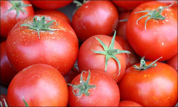 الصادرات المغربية من الطماطم تخضع لعمل تنسيقي من قبل لجنة تنسيق البواكر