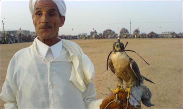 الصيد بالصقور في المغرب تقاليد عريقة وتراث عالمي
