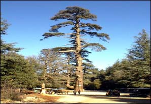 Programme de protection des massifs forestiers d'Ifrane : Parcs nationaux et réserve de biosphère au pays des cèdres