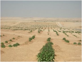 Débattre des contraintes liées à la gestion et l'optimisation des ressources hydriques en zones arides. (Photo : vegetol.org)