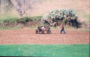 Les petits agriculteurs confrontés à des contraintes