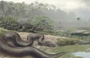 Découvert du plus grand fossile de serpent au monde