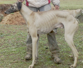 Le sloughi, une race canine qui revient de loin