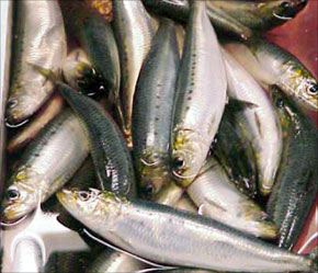 Le Maroc exprime ses inquiétudes vis-à-vis du Brésil