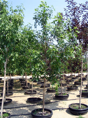El Jadida aura 101 arbres L'Association