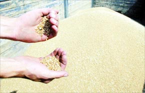 Importations de céréales en hausse de 47 %