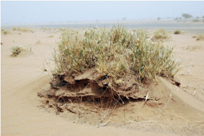 Feuille de route contre la désertification
