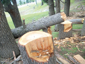 La forêt du cèdre détruite