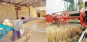 84 millions de quintaux en 2010-2011