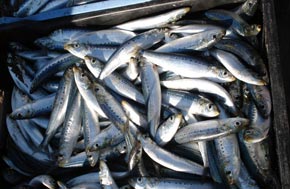La sardine se fait rare