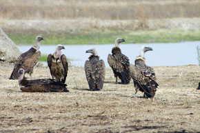 Dédié aux vautours fauves, une espèce menacée, l'écomusée vise à accroître l'effectif des oiseaux observés sur le site et là créer des activités génératrices de revenus au profit de la population locale.