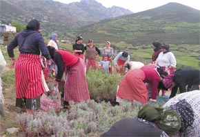 Le Maroc compte 145 associations