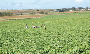 Deuxième rencontre régionale de l'agriculture dans la région