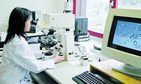 Du biocarburant à  partir de micro-algues