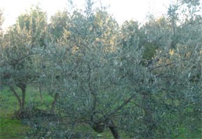 180 hectares plantés à Essaouira