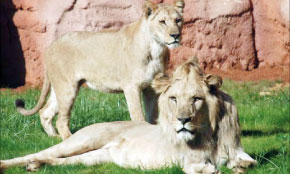 Le parc zoologique de la capitale cartonne dès son ouverture !