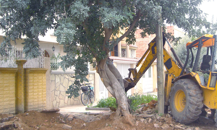 Colère contre l’abattage d’arbres urbains