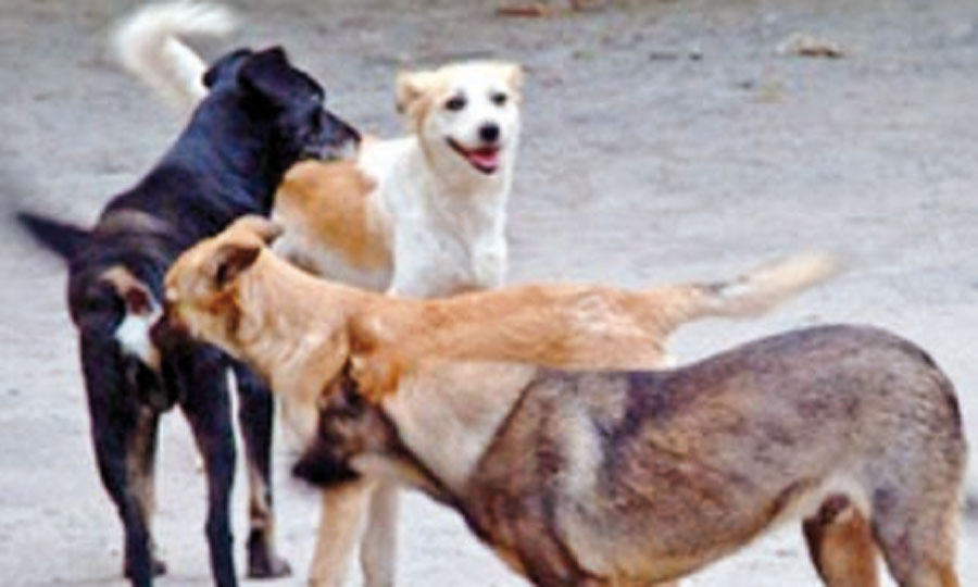 Les chiens errants sèment la panique