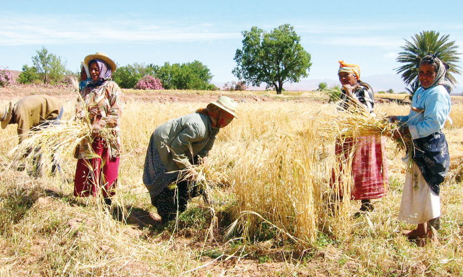 Des systèmes agricoles en danger