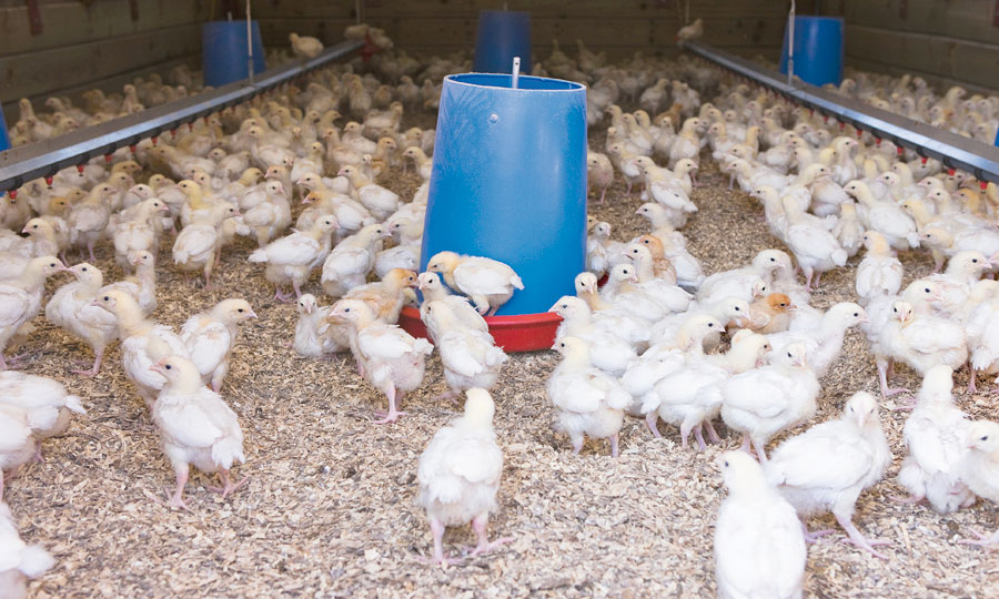 Quel poulet dans nos assiettes ?