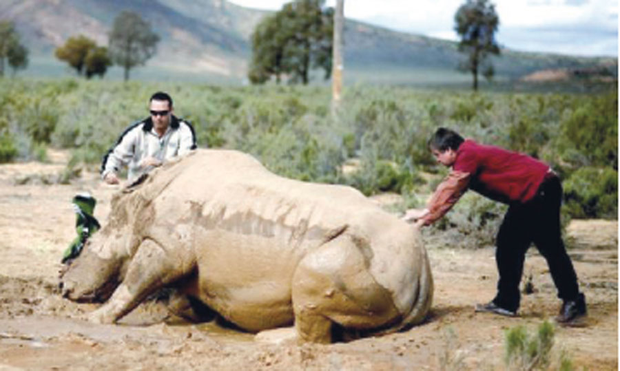 Le braconnage de rhinocéros, une criminalité organisée