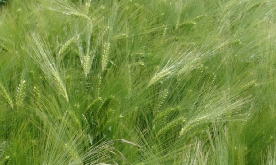 Plan de vulgarisation et de conseil agricole