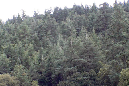 La menace de déforestation persiste