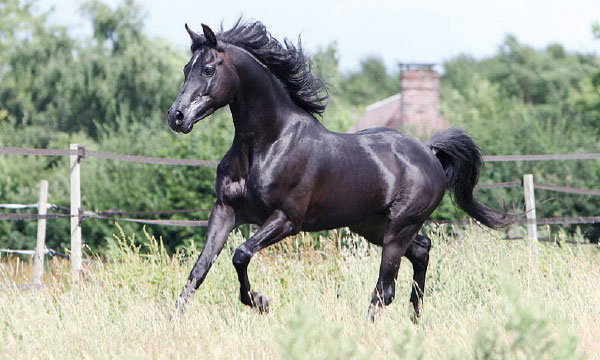 Les haras nationaux reprennent  du poil de la bête