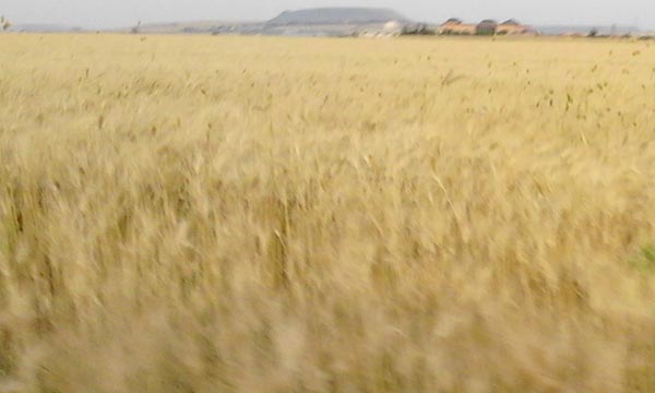 Une production de 15 millions de qx de céréales prévue