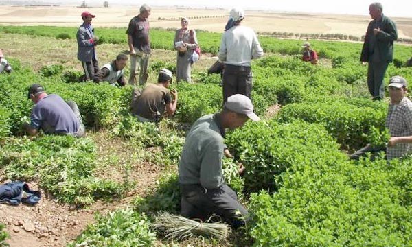 Sensibilisation à Settat sur l'organisation