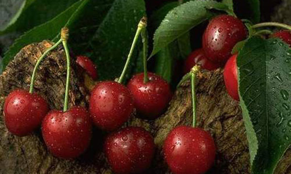 La cerise  à l’honneur