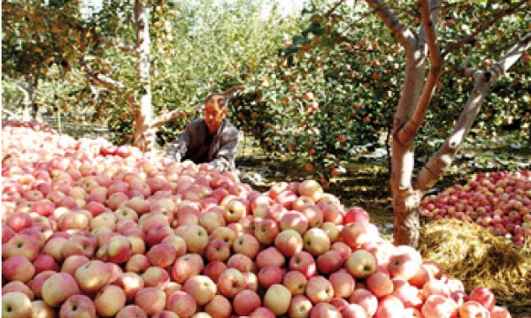 Le Festival de la pomme s'annonce