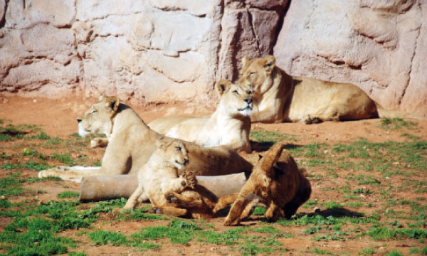 Le Matin Le Jardin Zoologique De Rabat Celebre Son Deuxieme Anniversaire