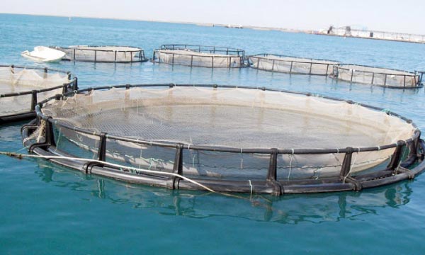 L'aquaculture tourne à plein régime au Maroc