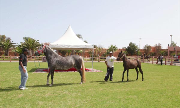 Vente aux enchères de chevaux à Bouznika