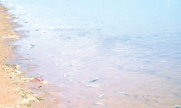 Les estivants ont été surpris de découvrir des centaines de poissons morts échoués sur les rives de l'oued.