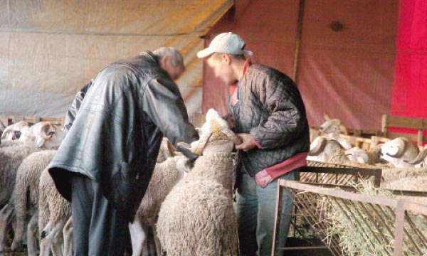 L'offre en ovins et caprins couvre largement la demande