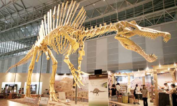 Les fossiles du plus grand dinosaure  de la terre retrouvés à Erfoud