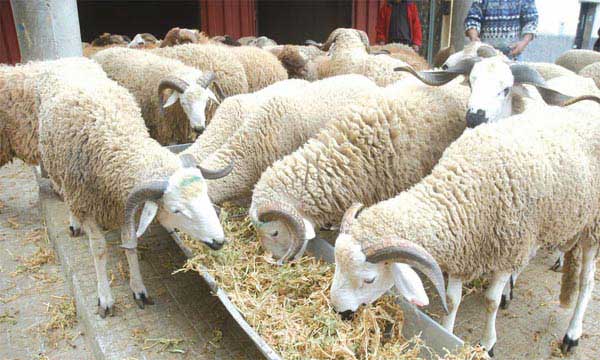 Le mouton sur le marché du net