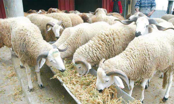 Les moutons s'installent dans les quatre coins de Casablanca