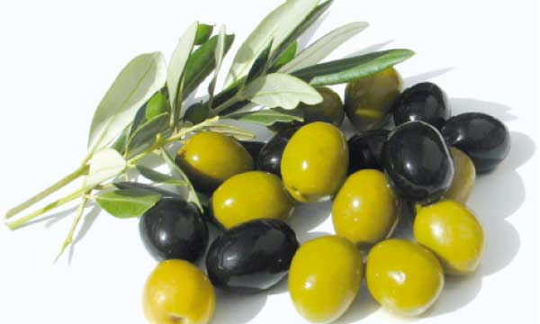 Un salon national de l’olivier  s’invite à Al-Attaouia