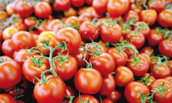 La tomate fraiche bat les agrumes