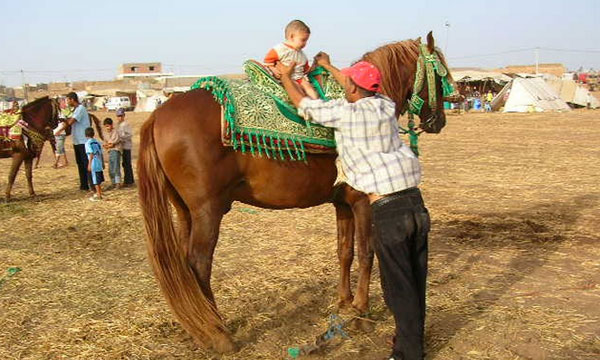 Le cheval, meilleur ami des Marocains