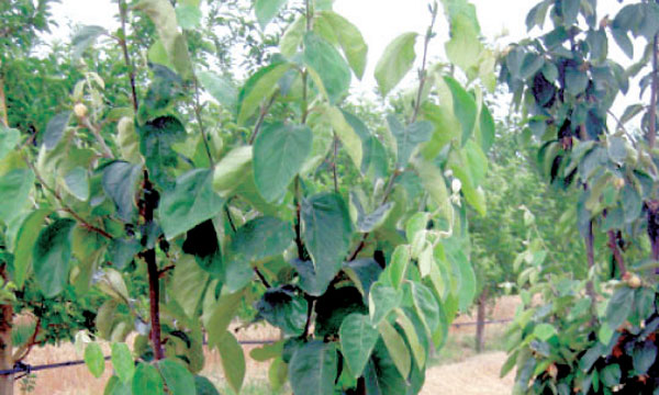 L’arboriculture fruitière,  important secteur  de production dans la région