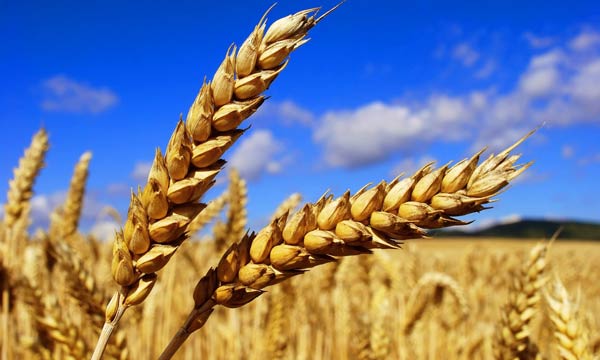 L’État débloque 2,7 milliards de DH pour soutenir les agriculteurs